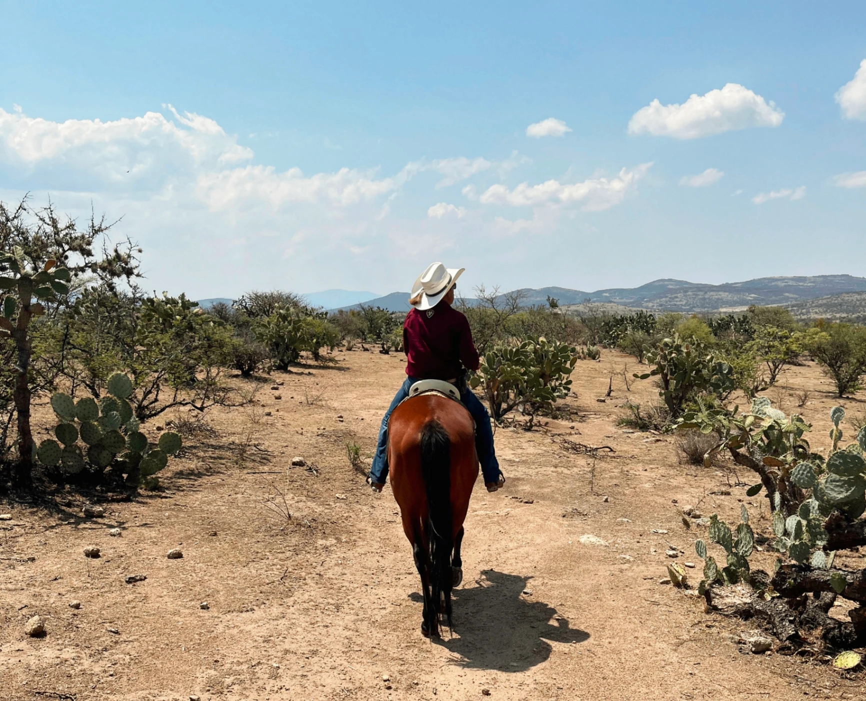Horseback Ride + Zipline + Hanging Bridge